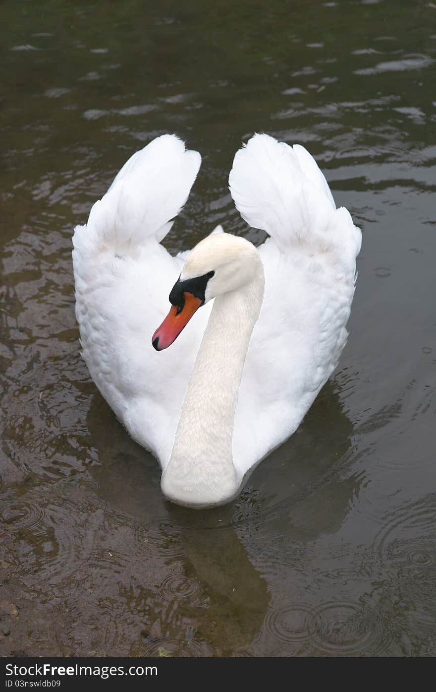 Swan against a background of water