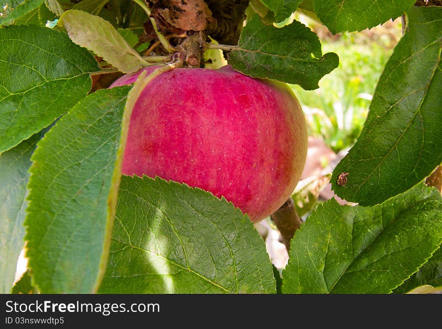 Close-up of red apple on a tree surrounded with leaves. Close-up of red apple on a tree surrounded with leaves