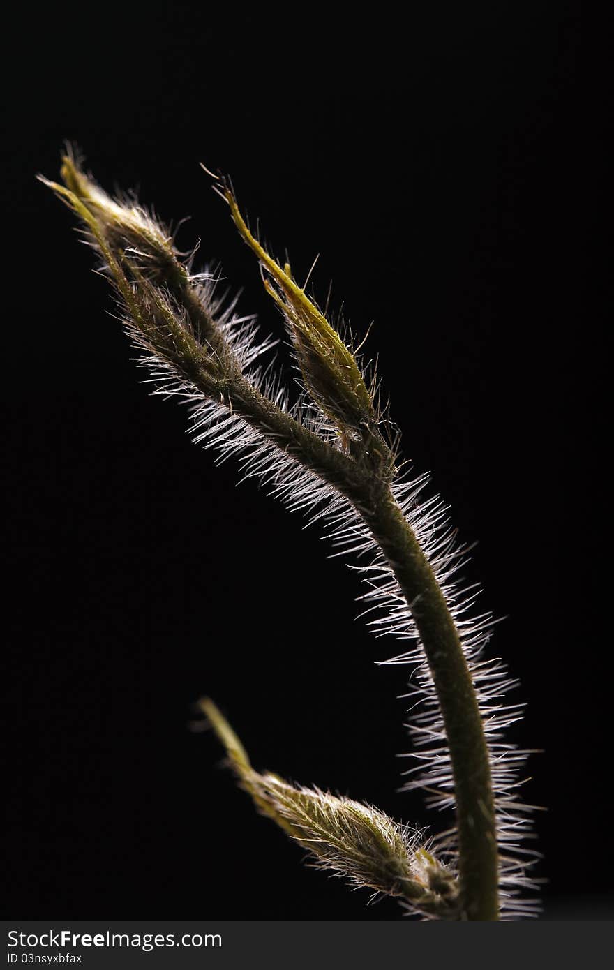 Young Climber With Bristles On Black