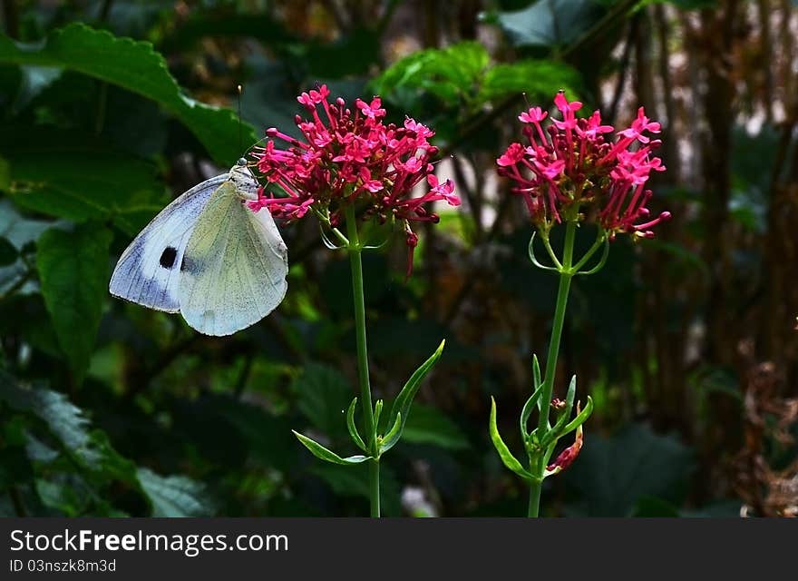 White Butterfly