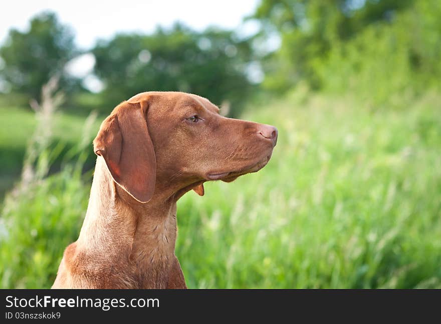 Closeup Portrait of a Vizsla Dog with Wildflowers