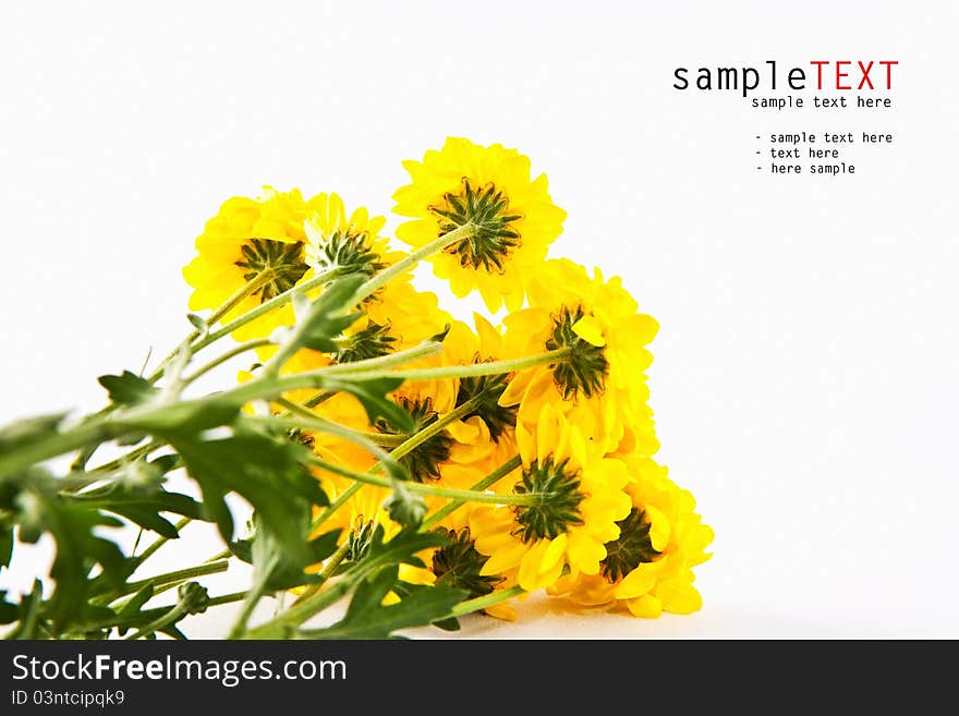 Yellow chrysanthemum flower isolate on white