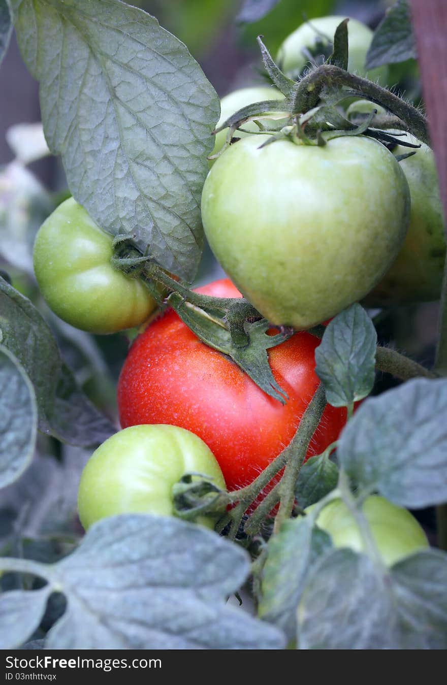 Tomatoes