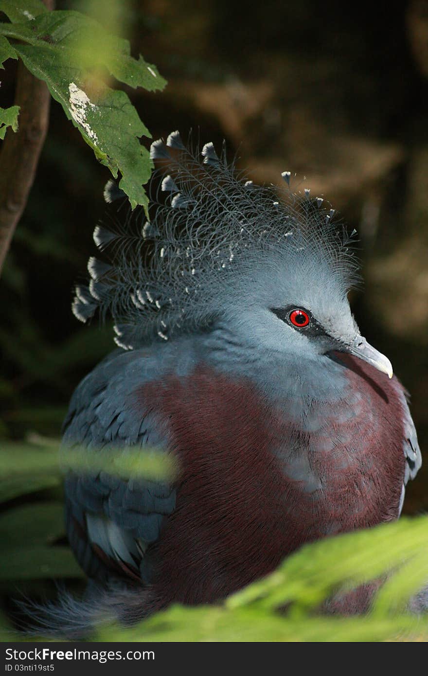 Victoria Crowned Pigeon