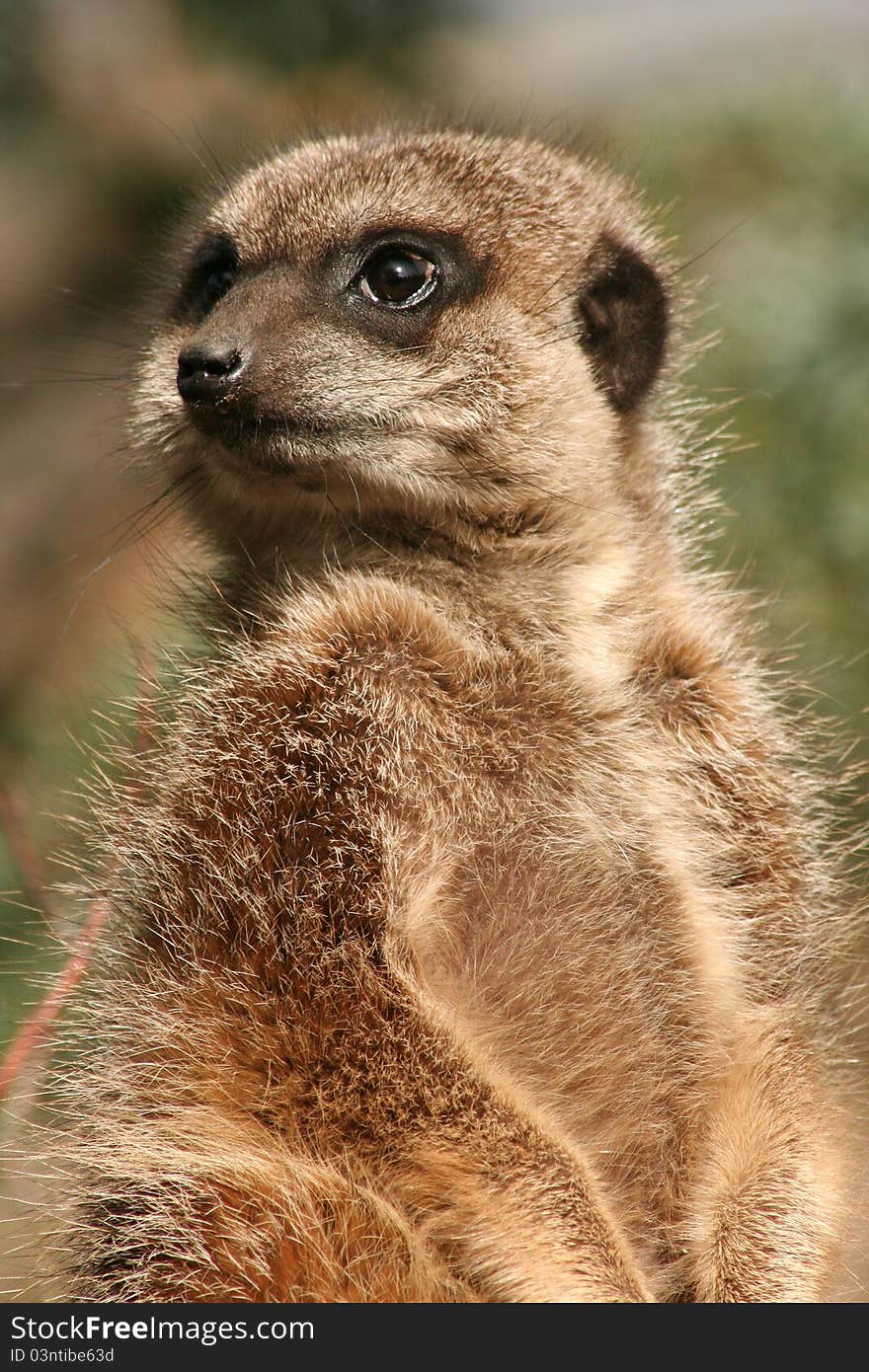 Meerkat (Suricata suricatta) standing guard. Meerkat (Suricata suricatta) standing guard