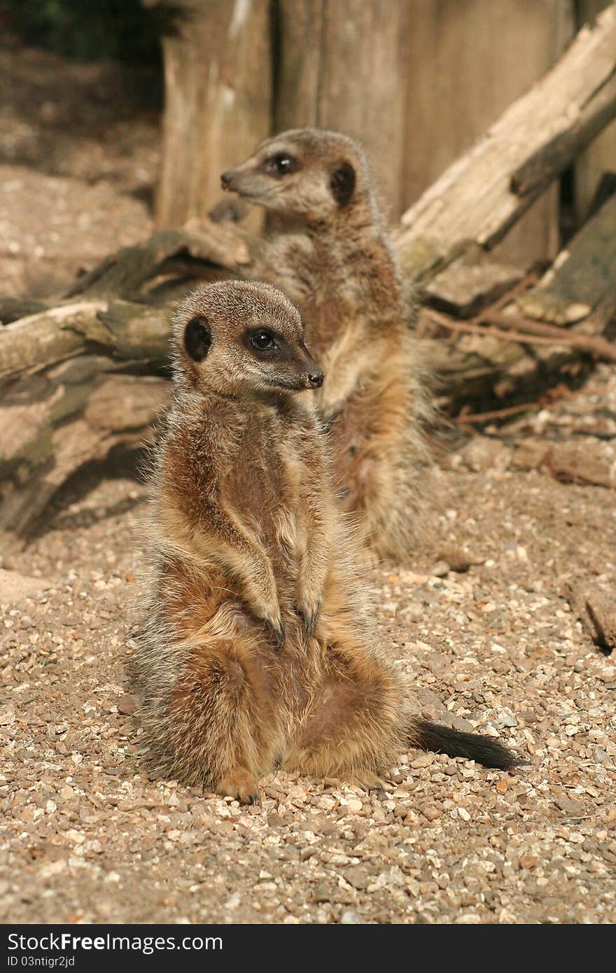 Two Meerkats sitting up (Suricata suricatta)