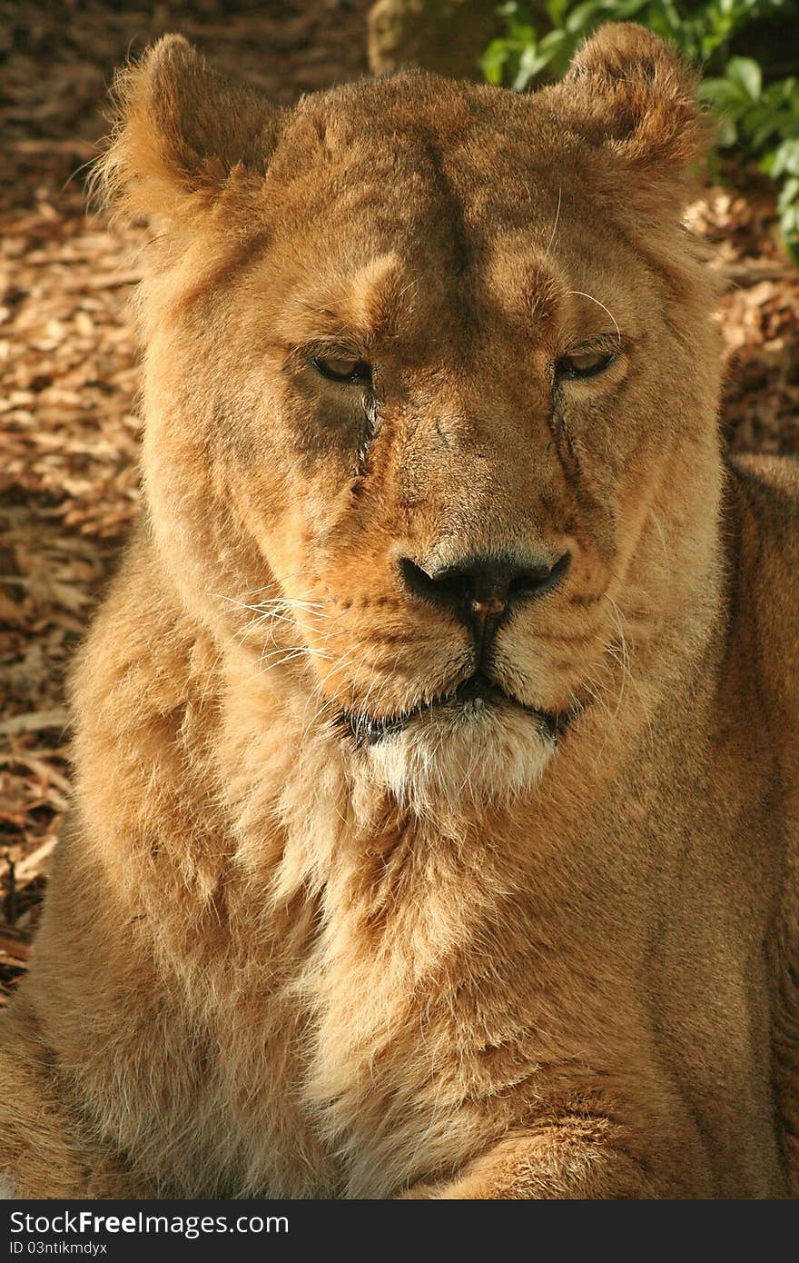 Asiatic Lioness resting (Panthera leo persica)