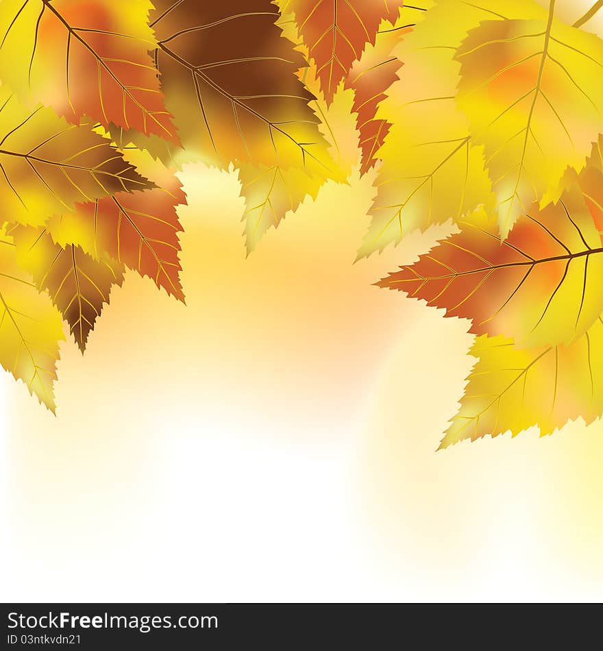 Colorful background with autumn leaves. Colorful background with autumn leaves