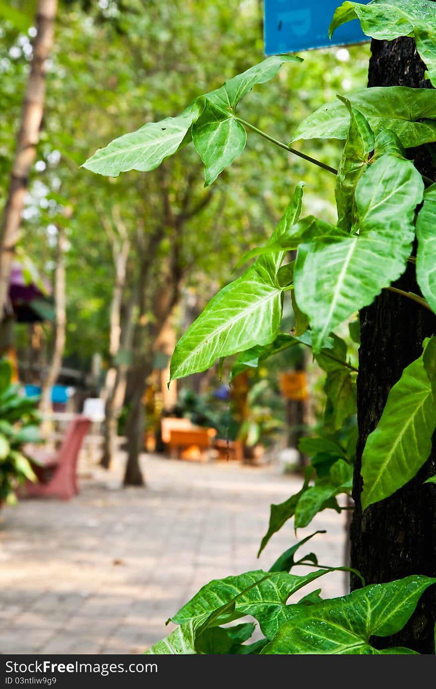 Green tree leave climb on big plant. Green tree leave climb on big plant