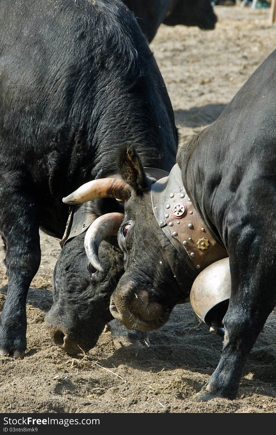 Two cows fighting head to head