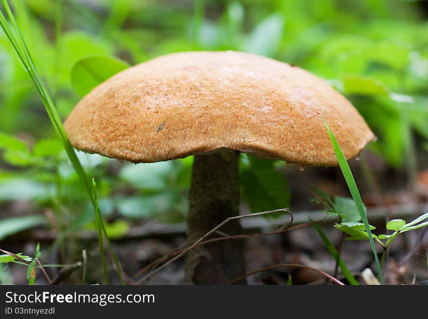 Brown cap boletus in a green forest in the summer. Brown cap boletus in a green forest in the summer