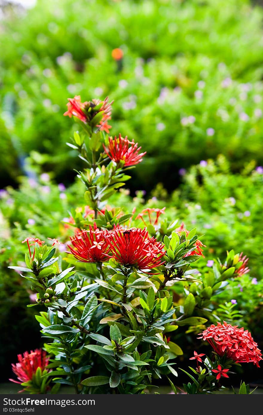 Red ixora flower and green leaves