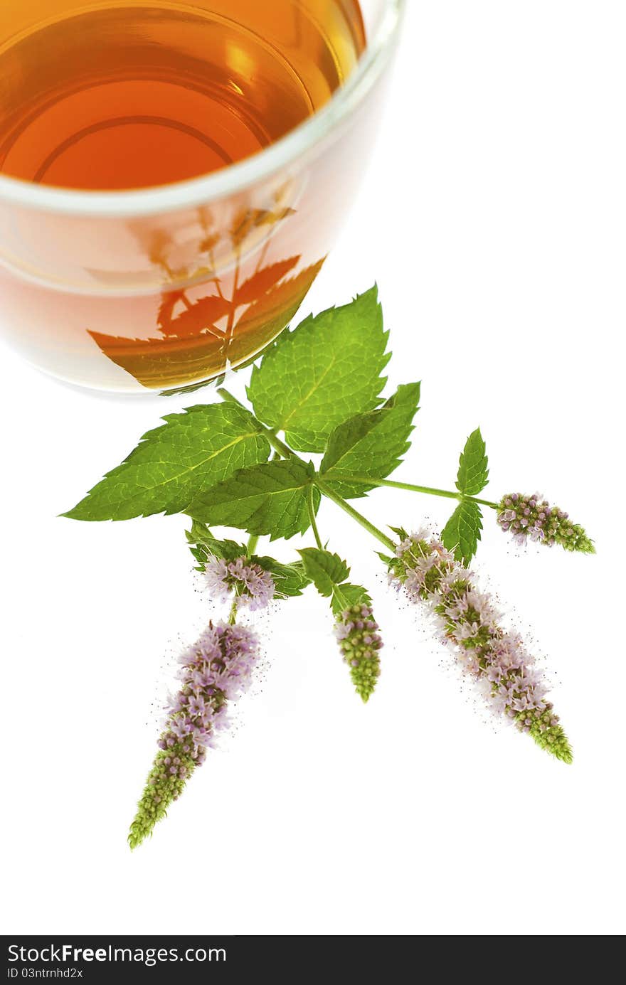 Tea and fresh peppermint flowers isolated on white. Tea and fresh peppermint flowers isolated on white