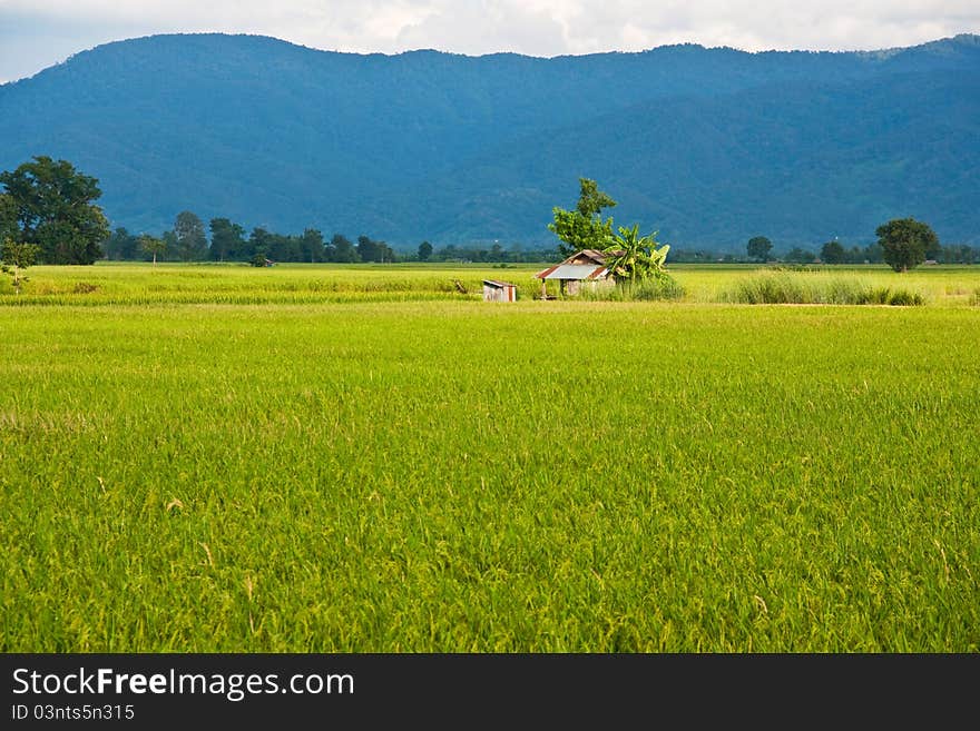 Green rice paddy and hill