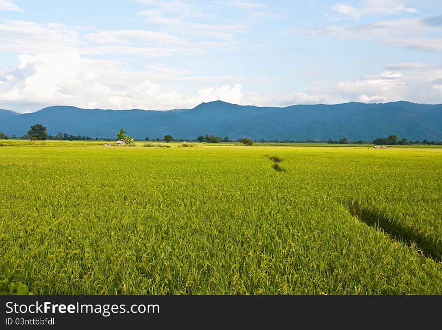 Green rice paddy and hill