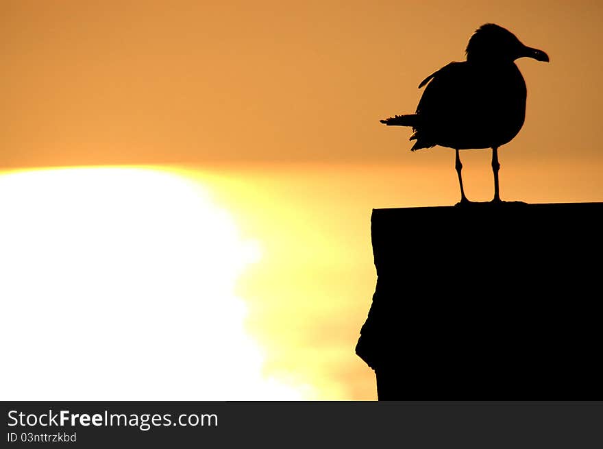 Bird by sunset