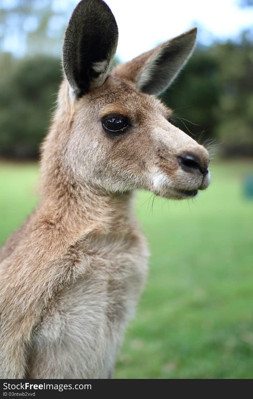 Kangaroo under a afternoon sky looking off to the distance.