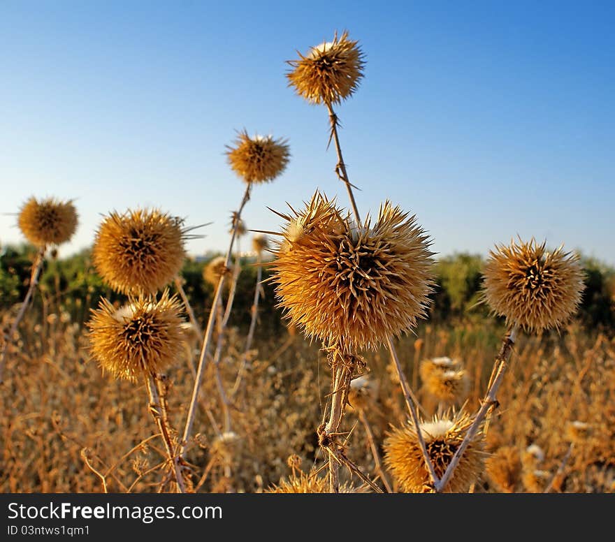 Thistles