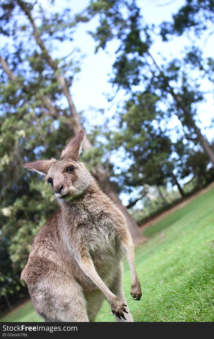 Kangaroo under a afternoon sky looking off to the distance