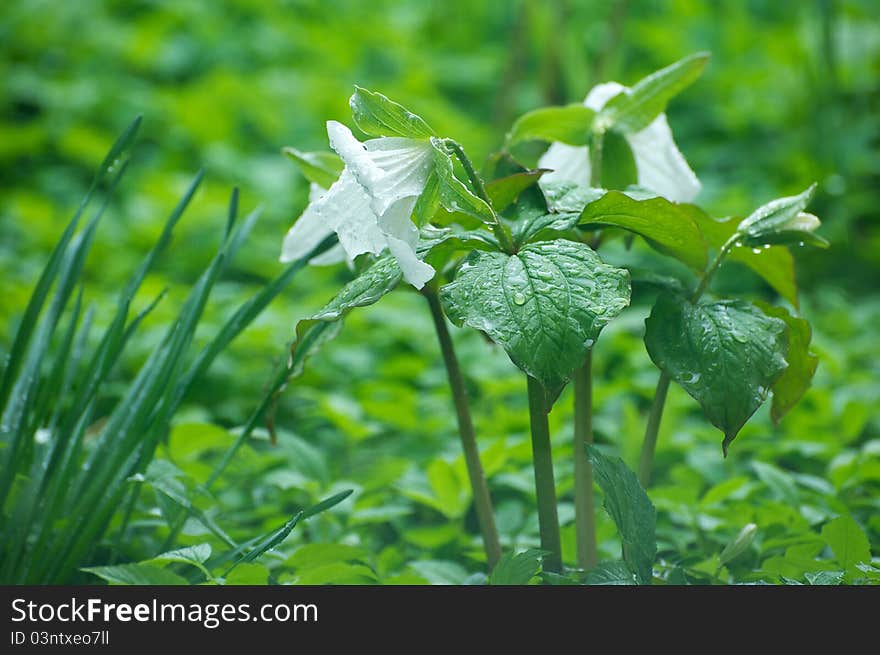 Trilliums in the rain.