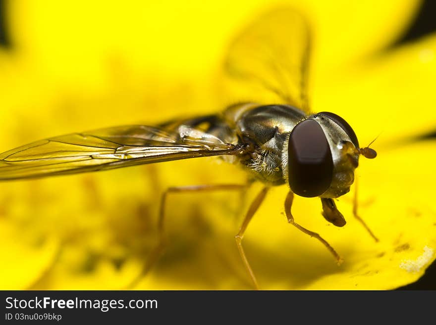 Hoverfly on yellow blossom