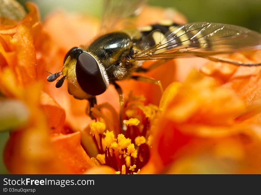 Hoverfly on orange blossom