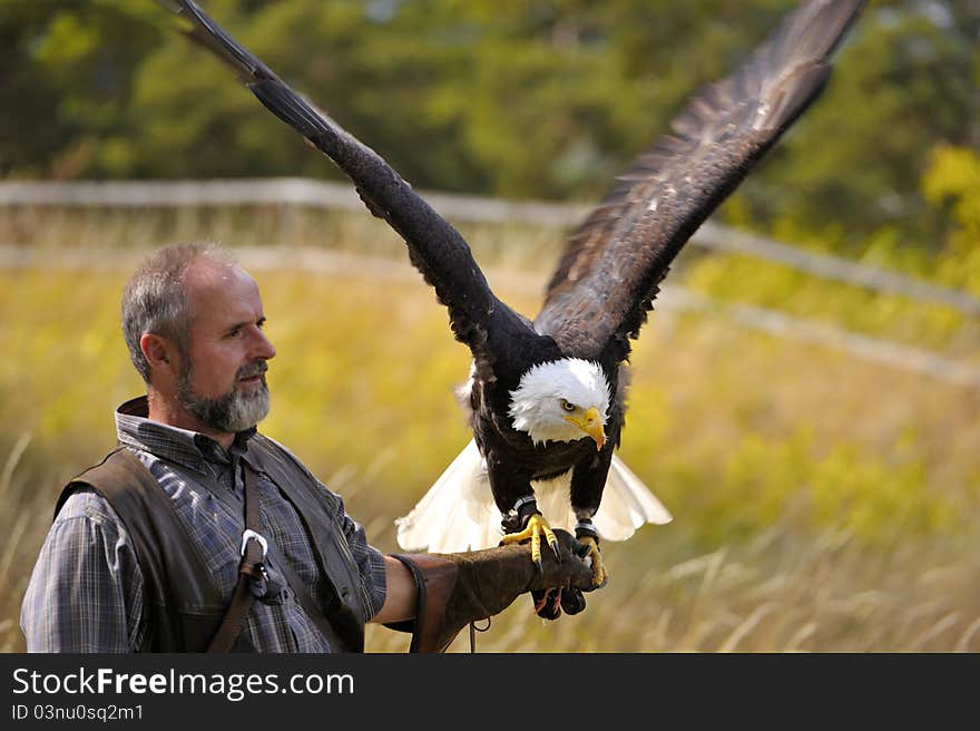 Falconer carrying a bald eagle on his arm. Falconer carrying a bald eagle on his arm