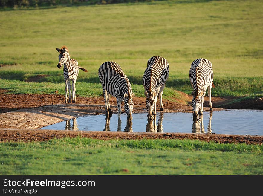 Burchells zebras at waterhole early morning