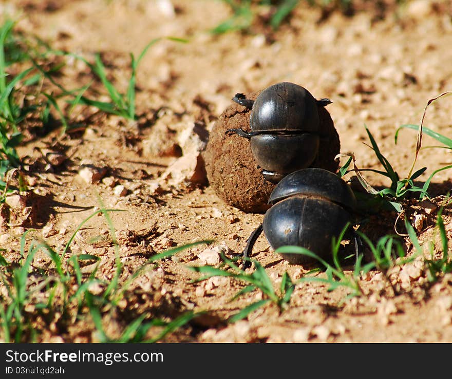 Two flightless dung beetles rolling a ball on the ground. Two flightless dung beetles rolling a ball on the ground