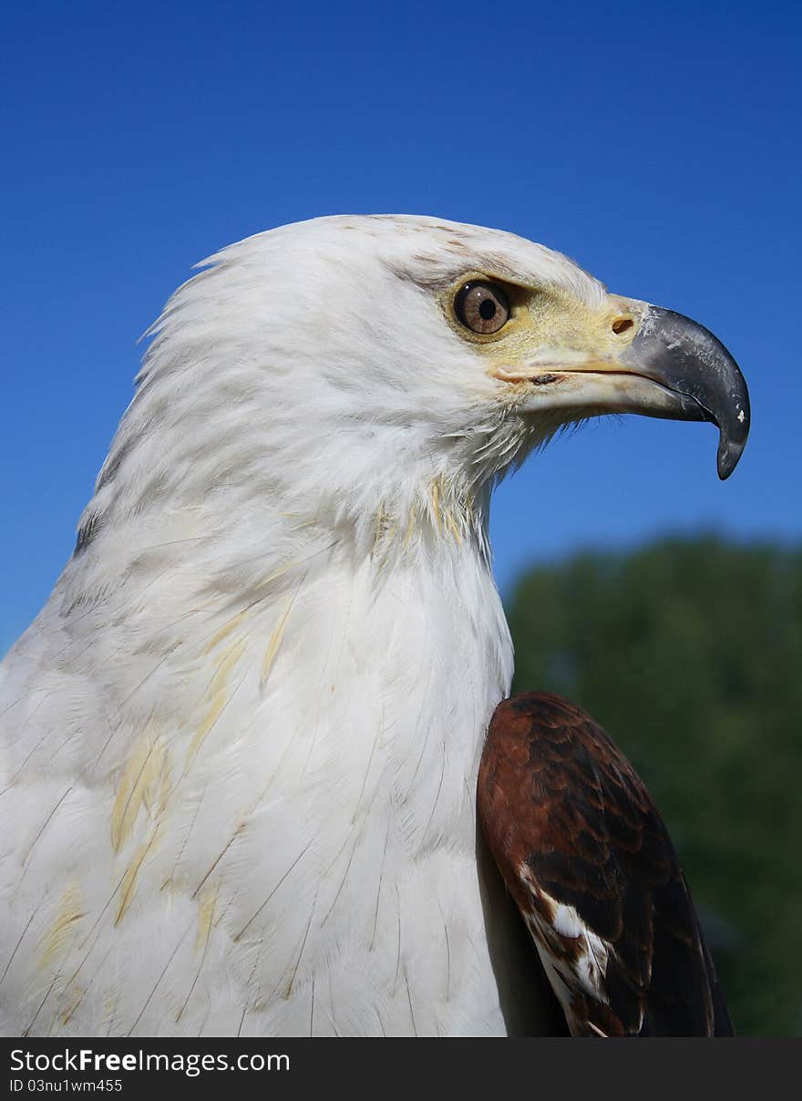 African Fish Eagle