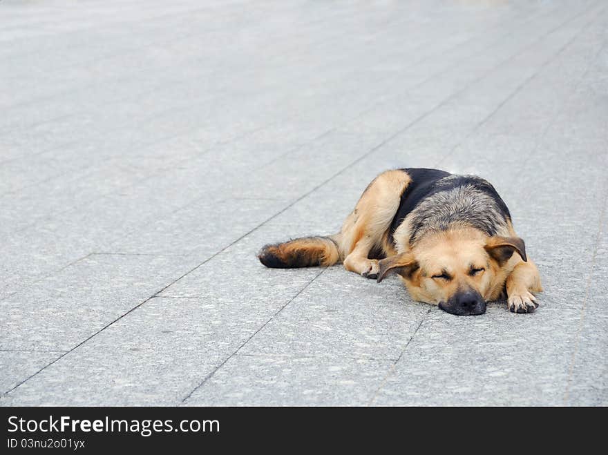 Lonely homeless dog sleeping on the sidewalk. Lonely homeless dog sleeping on the sidewalk