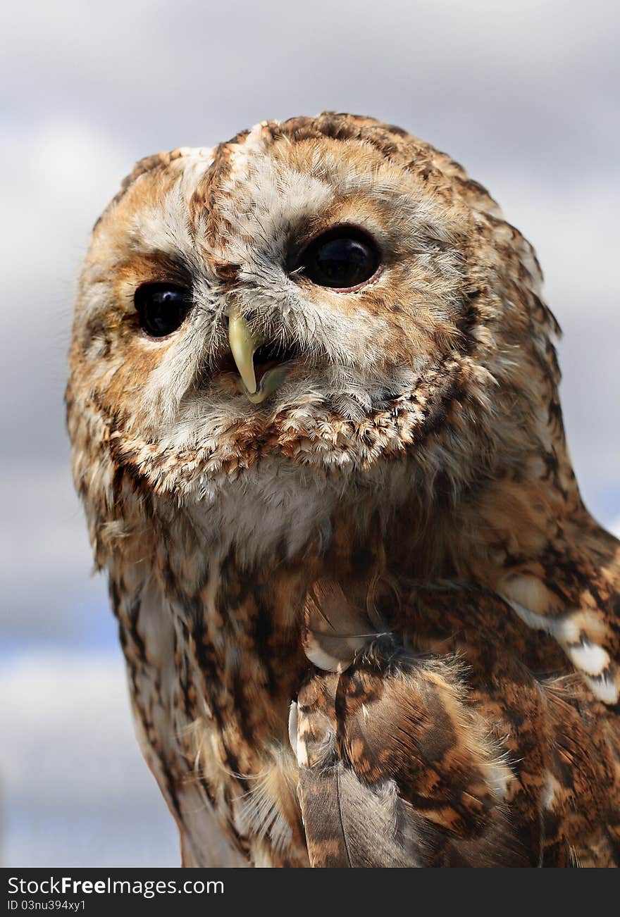 Tawny Owl (Strix Aluco)