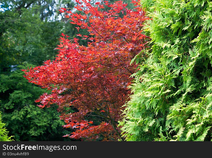 Multicolor Vegetation