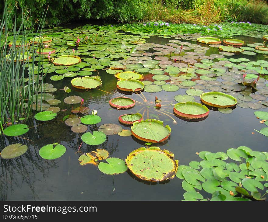 Filled water lily pond solar year daytime. Filled water lily pond solar year daytime