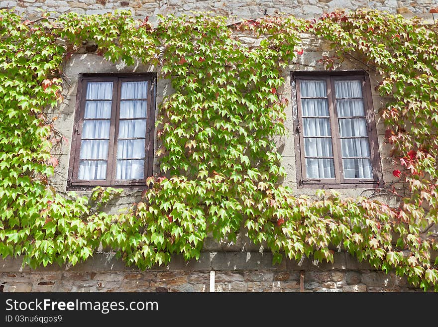 Windows surrounded by green ivy. Windows surrounded by green ivy