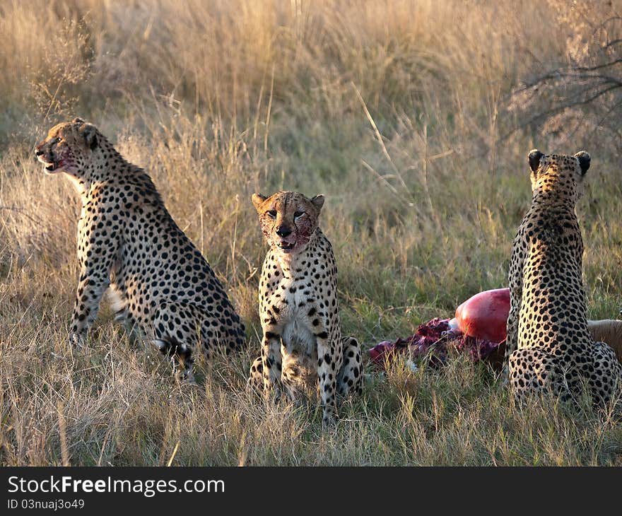 Three cheetahs feeding on a malibu at dusk, alerted by the sound of a lion