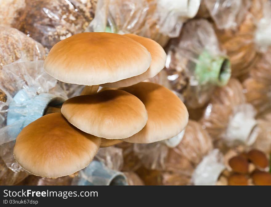 Agrocybe cycindracea, Poplar Field-cap mushrooms in farm. Agrocybe cycindracea, Poplar Field-cap mushrooms in farm