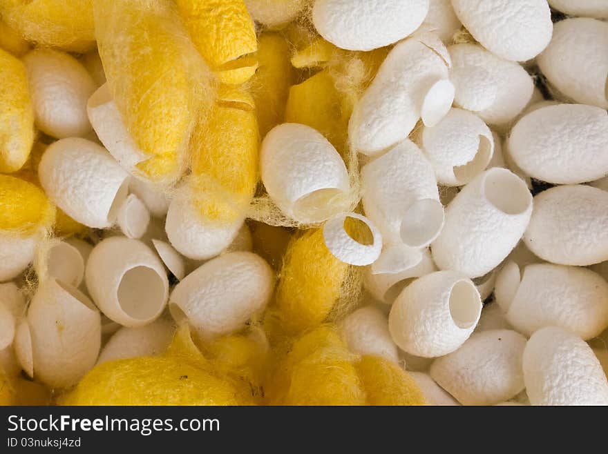 Cocoon silkworm many silk worm yellow and white