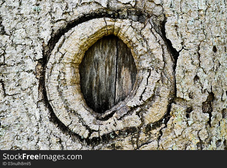 Bark grain gray backgrounds texture. Bark grain gray backgrounds texture