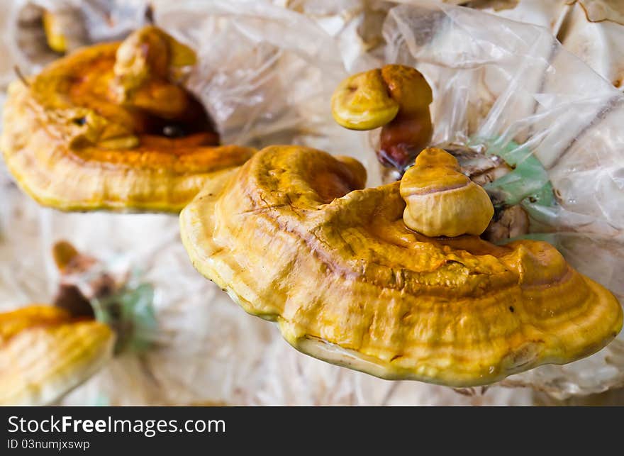 Ganoderma lucidum in the mushroom farm. Ganoderma lucidum in the mushroom farm