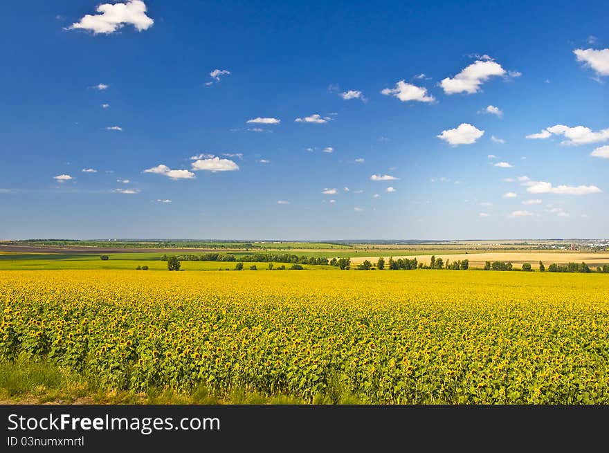 Field of sunflowers