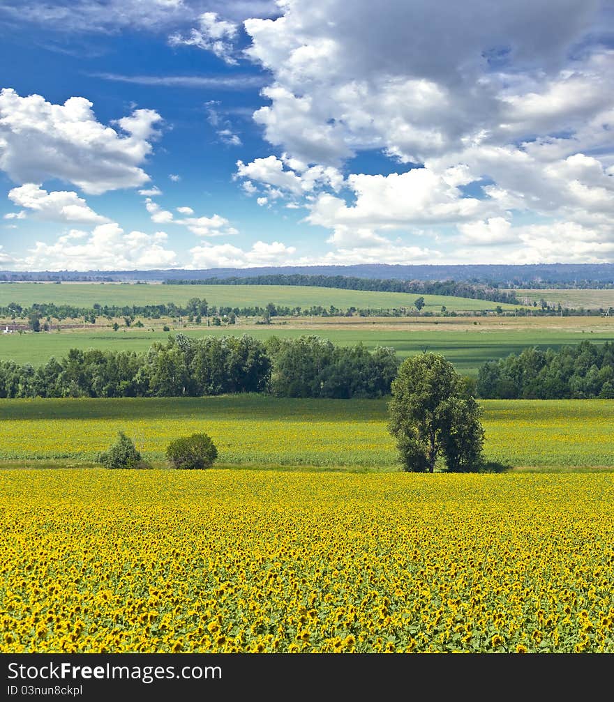 field of sunflowers