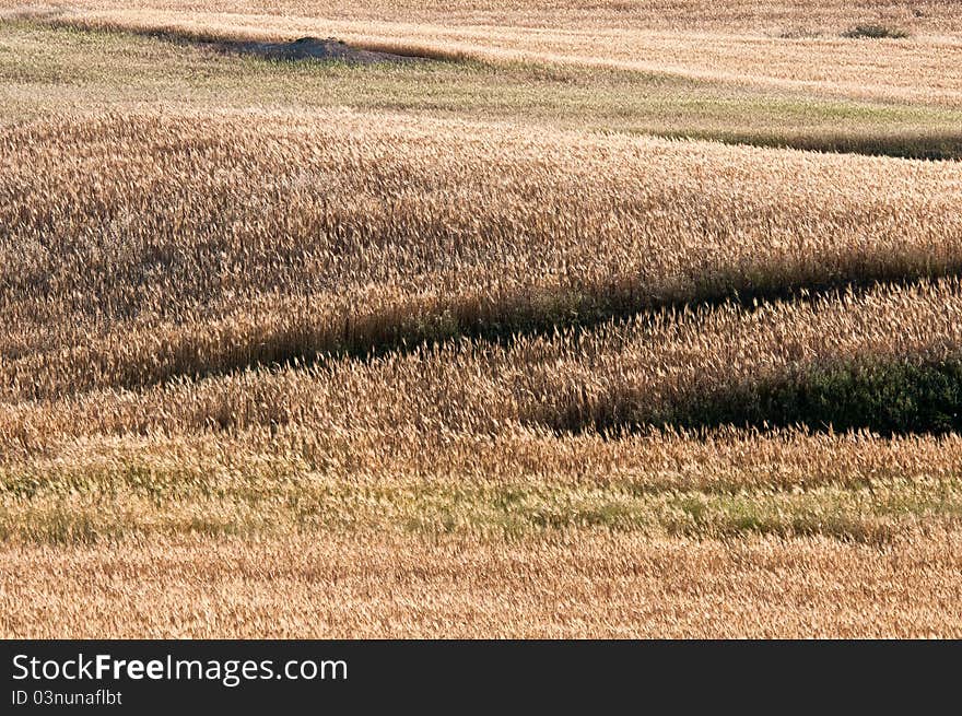 Wheat field early in Summer with plants ready to be collected