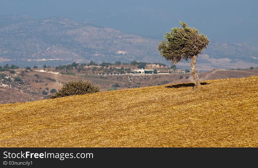 Olive Tree On A Wheat Field