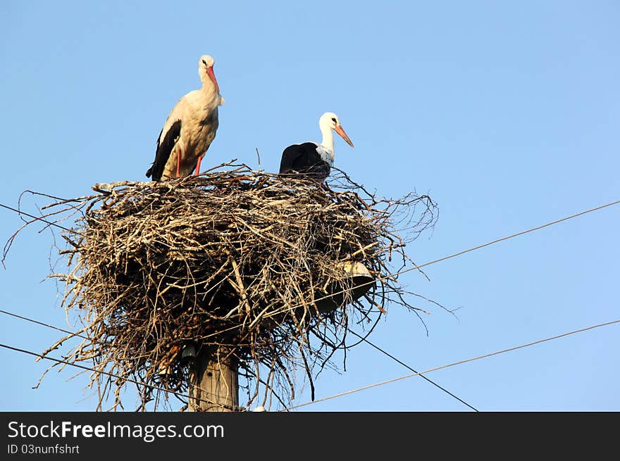 Two storks in their nest on a high post