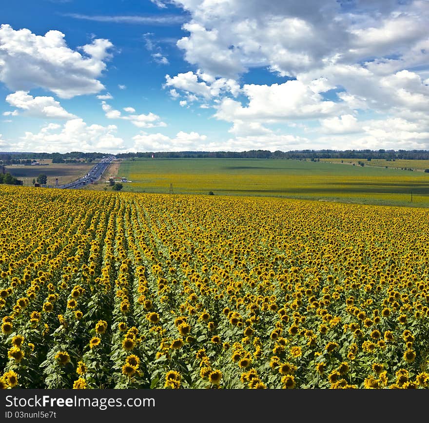 Field of sunflowers