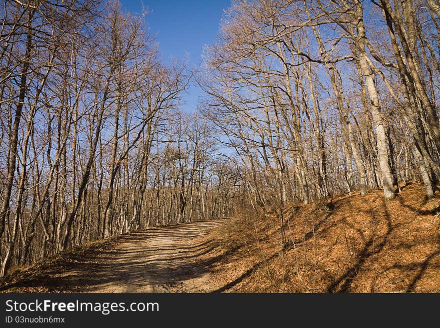 Forest roads and landscape in late autumn. Forest roads and landscape in late autumn