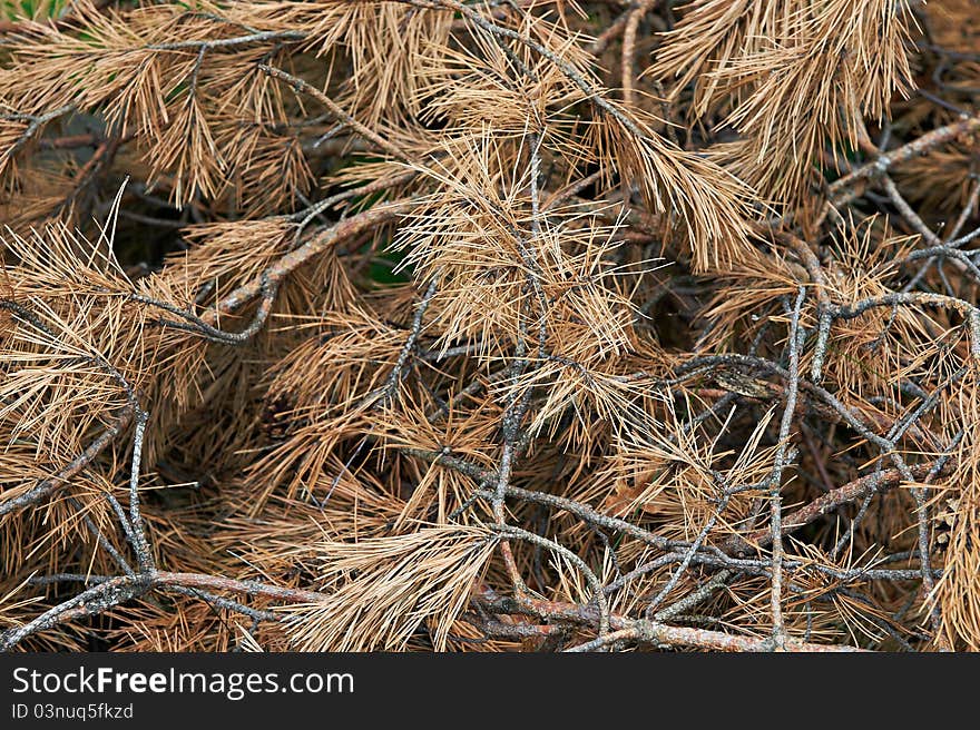 Dried pine branches