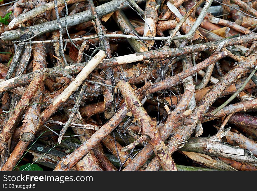 Dried pine branches. abstract background