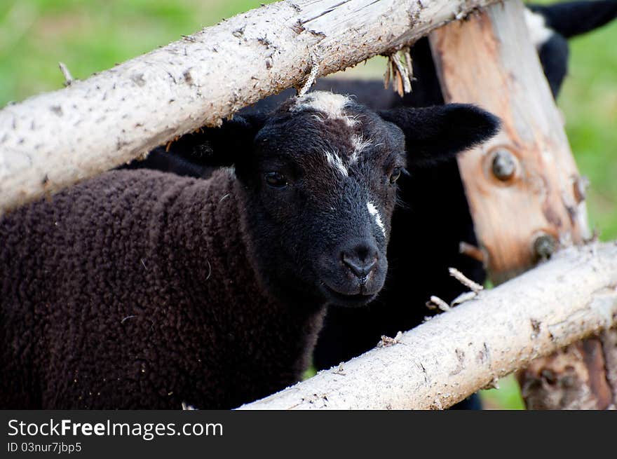 A toy-like lamb, only five days old. A toy-like lamb, only five days old.